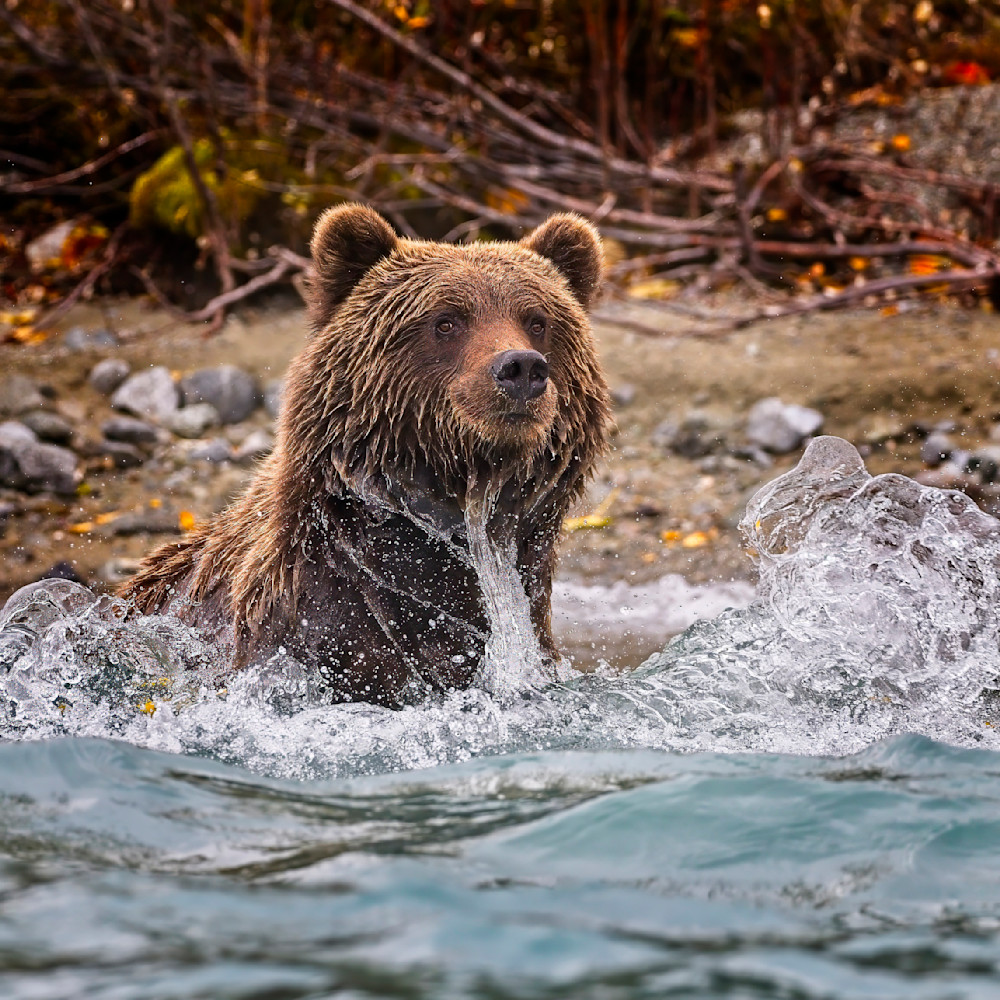 Scott Kasden | Shop Photograph of Grizzly in Lake Clark, AK.