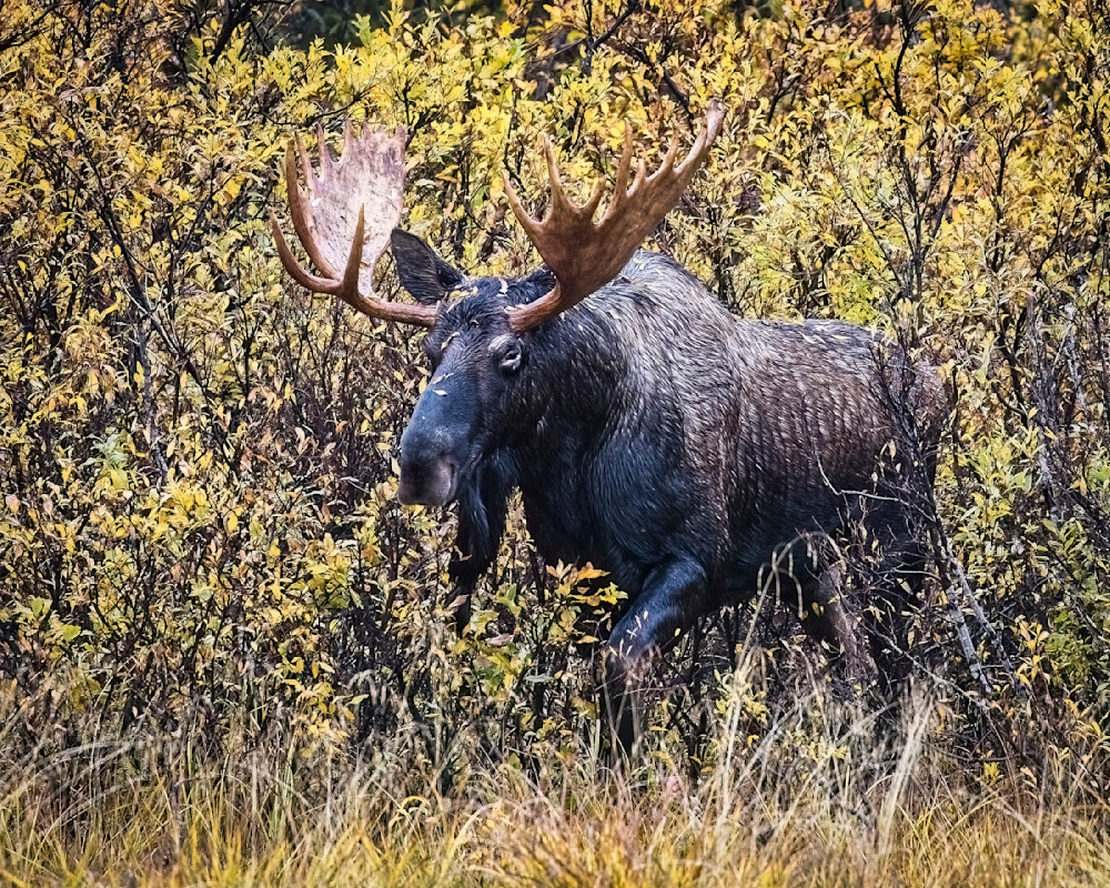 Scott kasden | Shop photo of moose walking in AK mountains
