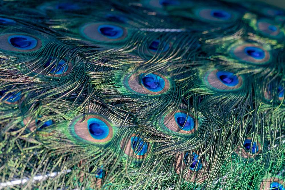 Scott Kasden | Shop close up photo lovely peacock feathers