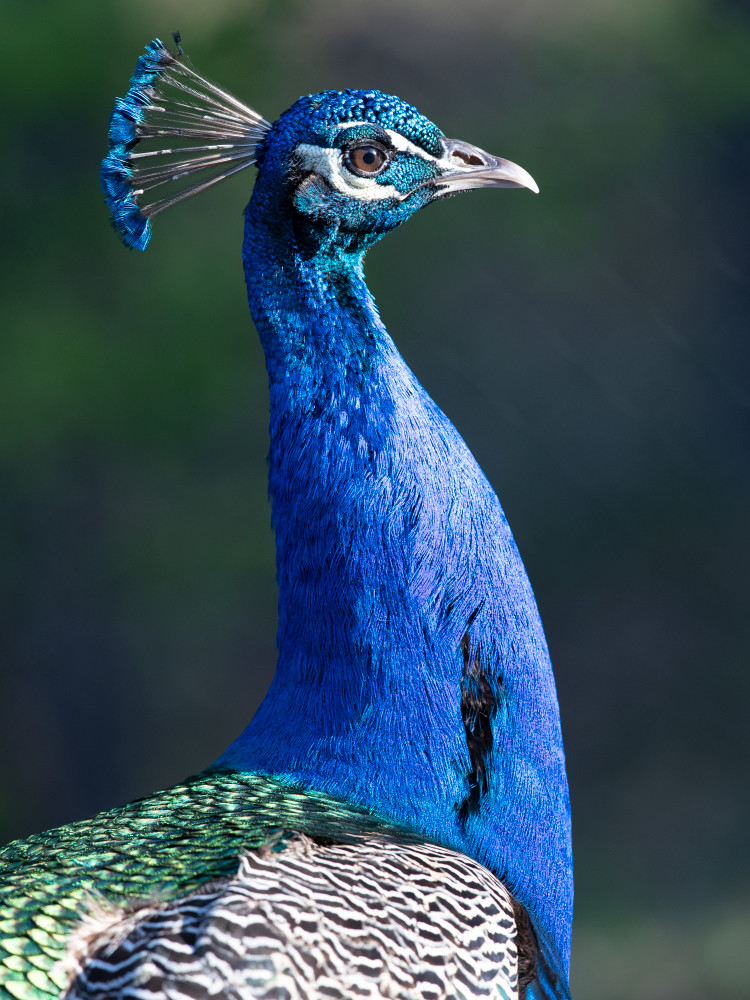 Scott kasden | Shop photo of male peacock, right profile