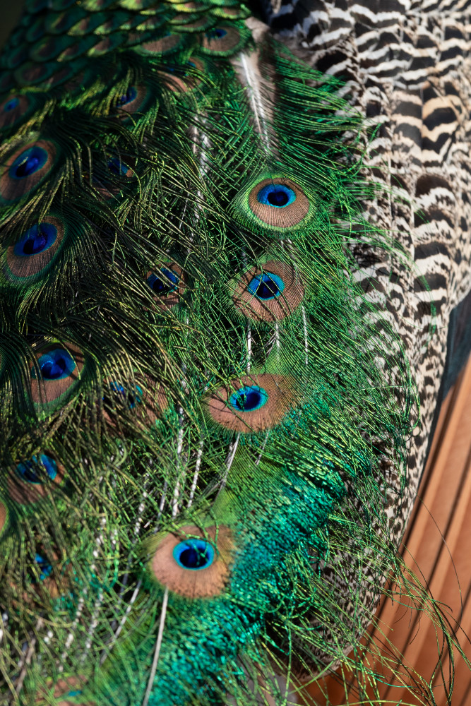 Kasden | Shop photo of male peacock feathers, on diagonal 