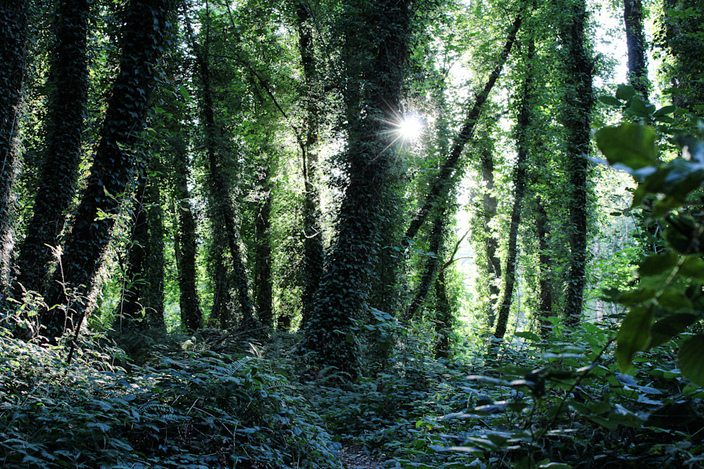 Forest Glimmer Art Erik Gunderson Photography