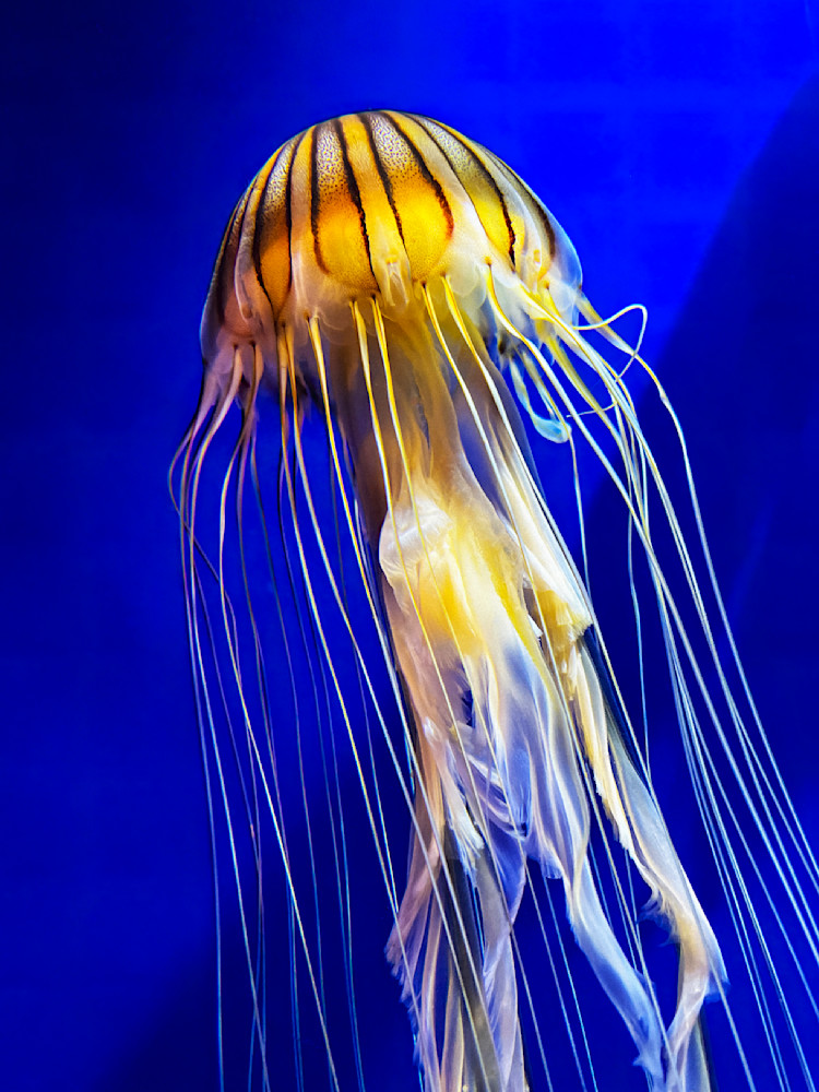 Giant Jelly Art | Sky + Sparks Luxury Fine Art