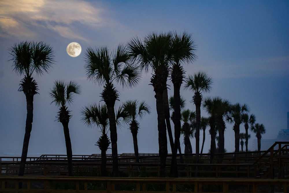Moonlit Oasis Art | Sky + Sparks Luxury Fine Art