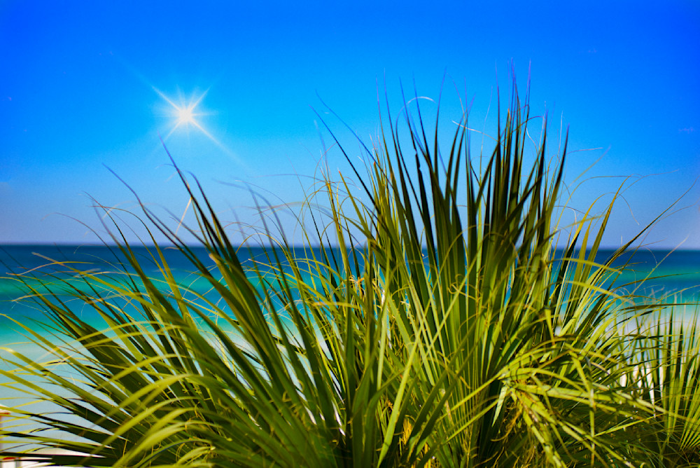 Palm View 30 A Art | Sky + Sparks Luxury Fine Art