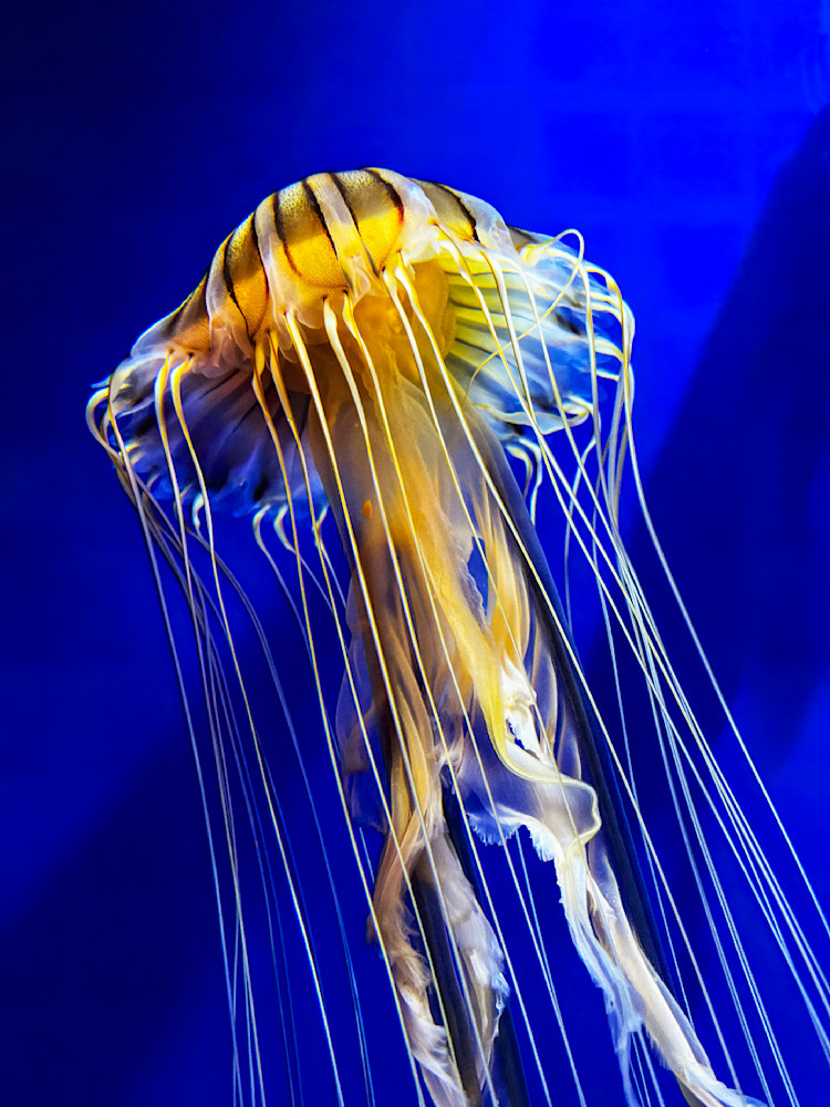 Stinging Beauty Art | Sky + Sparks Luxury Fine Art