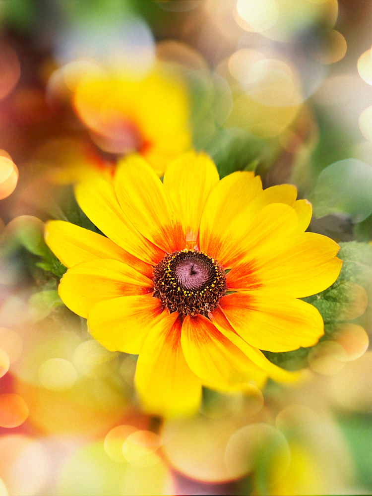 Blast Of Gold Art | Sky + Sparks Luxury Fine Art