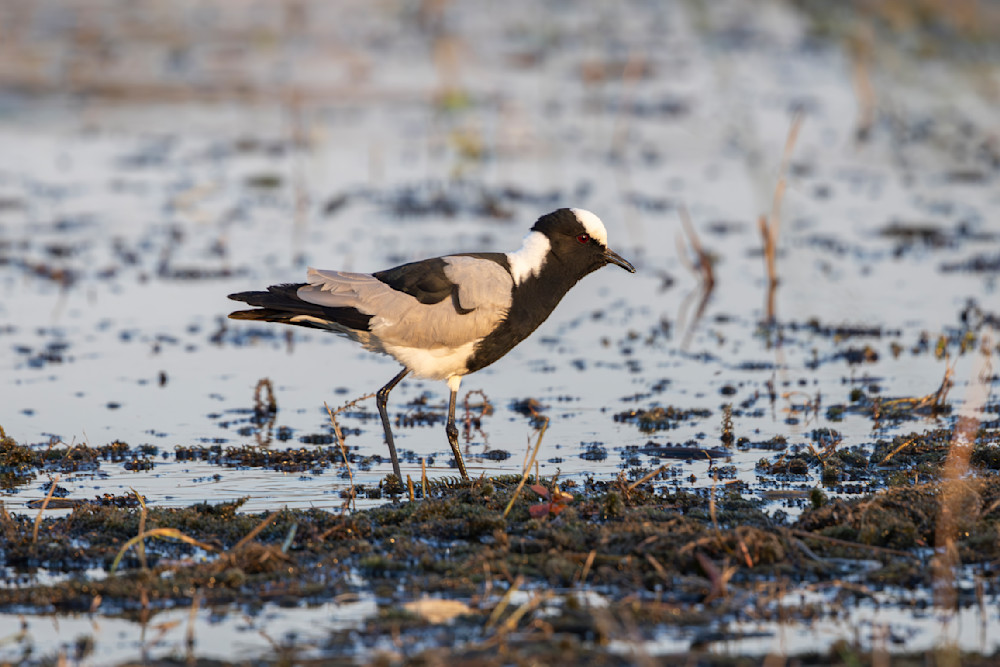  Scott Kasden | Shop Lapwing foraging near water
