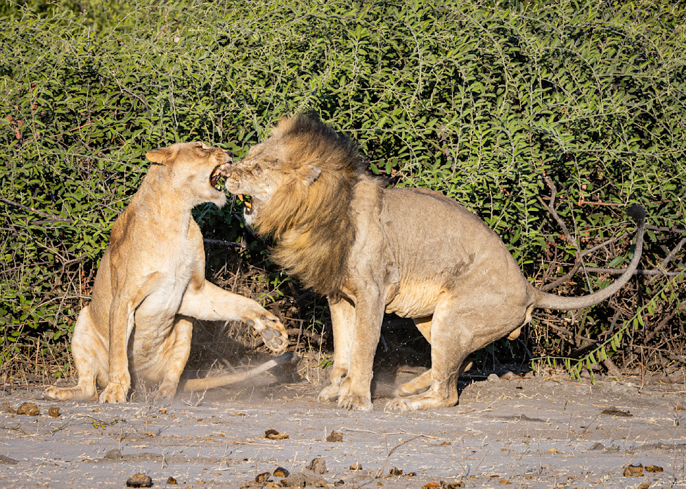Scott Kasden | Shop courting lions with male undeterred
