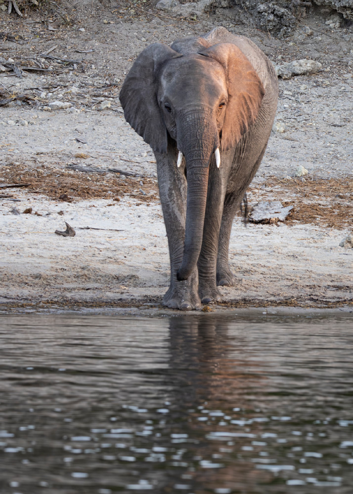 Kasden | Shop Photograph of lone elephant in Okavango Delta