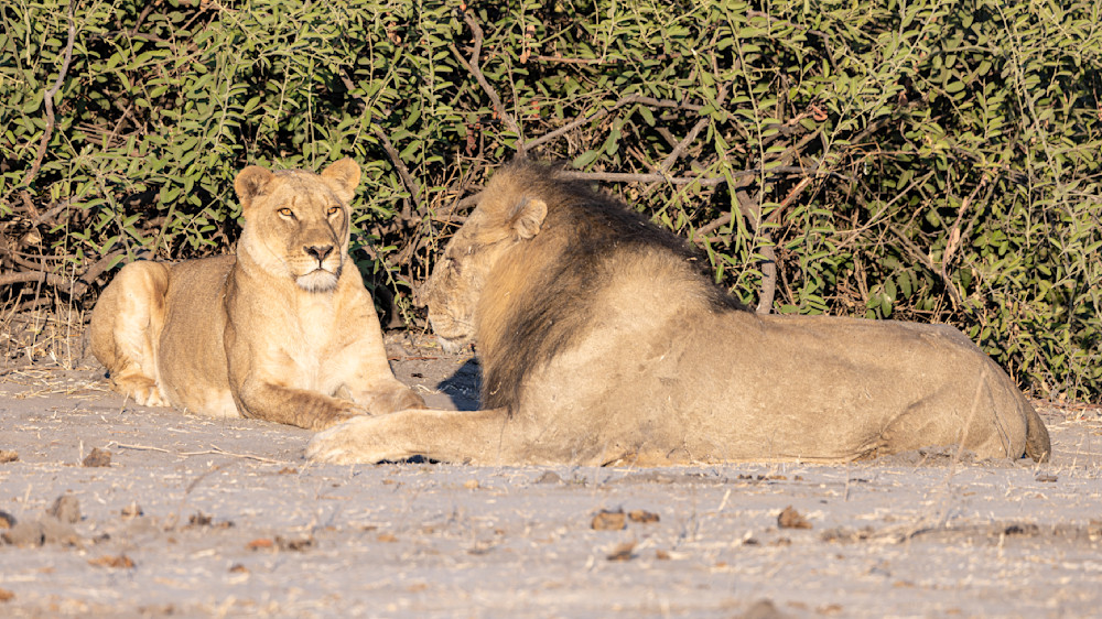 Scott Kasden | Shop Photograph of courting lion pair