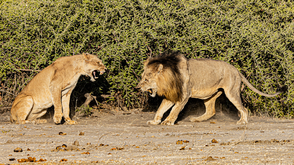Scott Kasden | Shop Wildlife photograph of Courting Lions