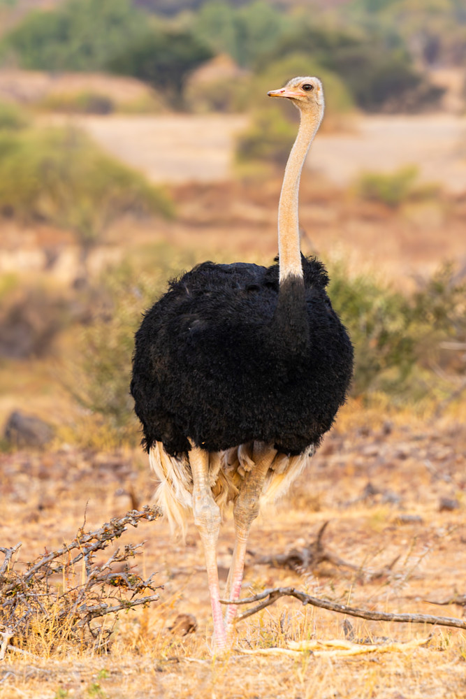 Scott Kasden | Shop Photo of watchful Male Ostrich