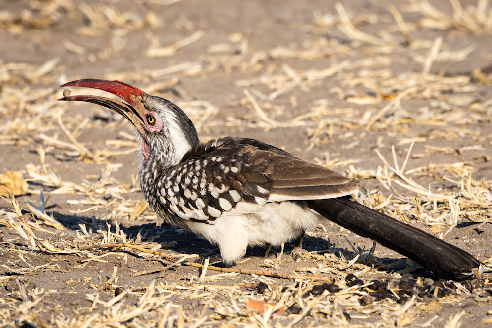 Scott Kasden | Shop Photo of hornbill with a bug in its beak