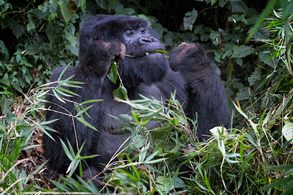 Scott Kasden | Shop Photograph of SilverBack Gorilla Eating