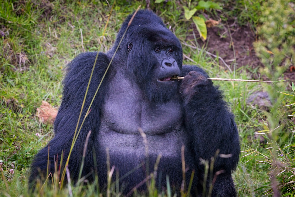 Scott Kasden | Shop Photo of Mountain Gorilla looking left