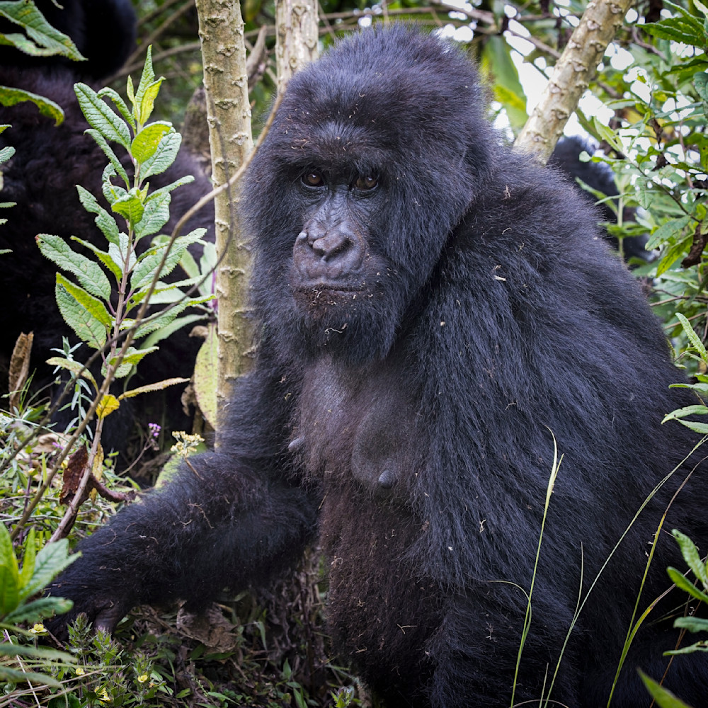 Scott Kasden | Shop Photo of female Rwanda Mountain Gorilla