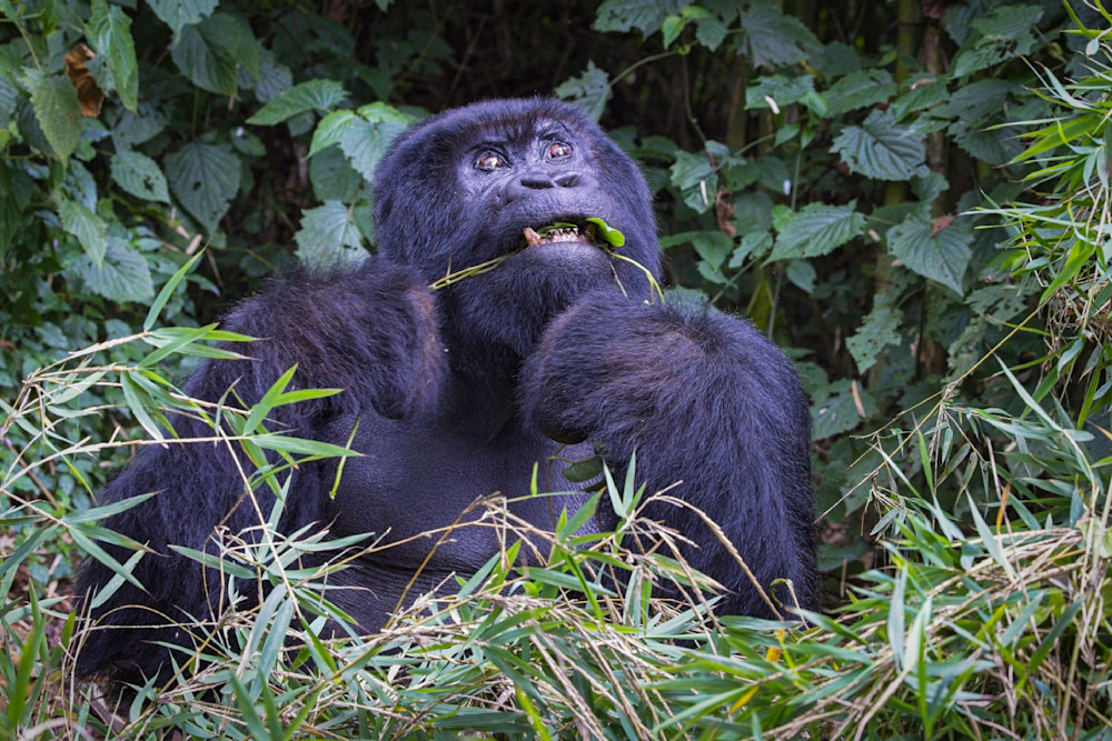 Scott Kasden | Shop Photo of Rwanda Gorilla savoring Grass
