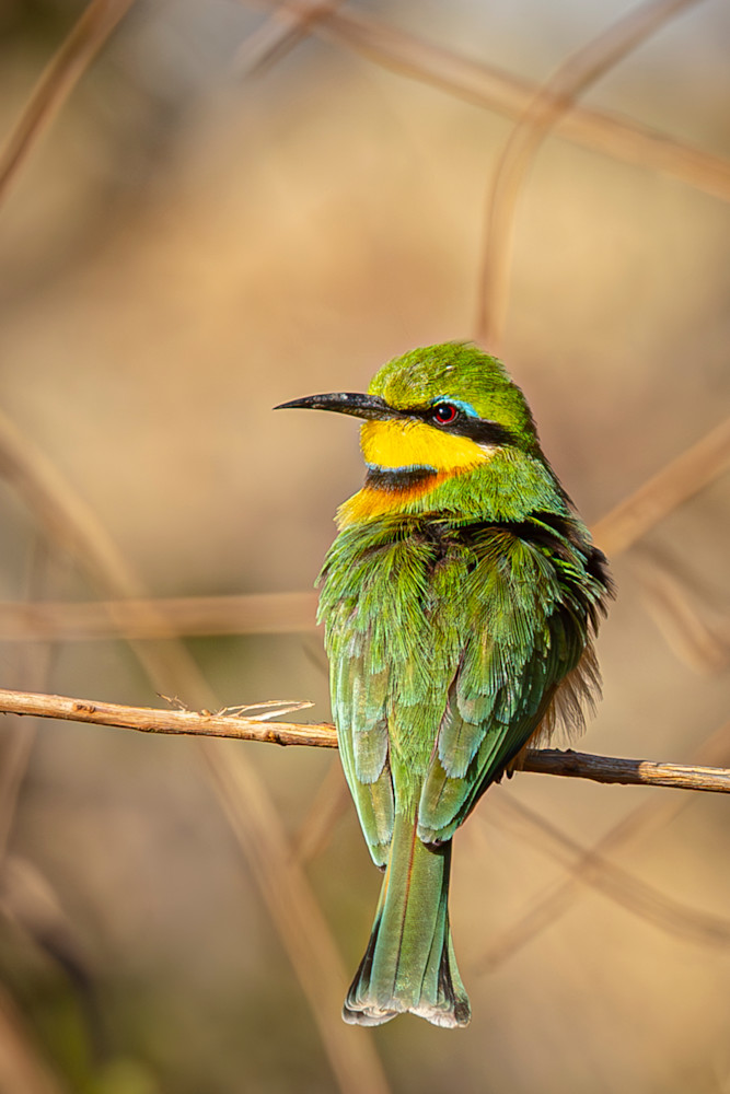 Scott kasden | Shop photograph of African Bee Eater 

