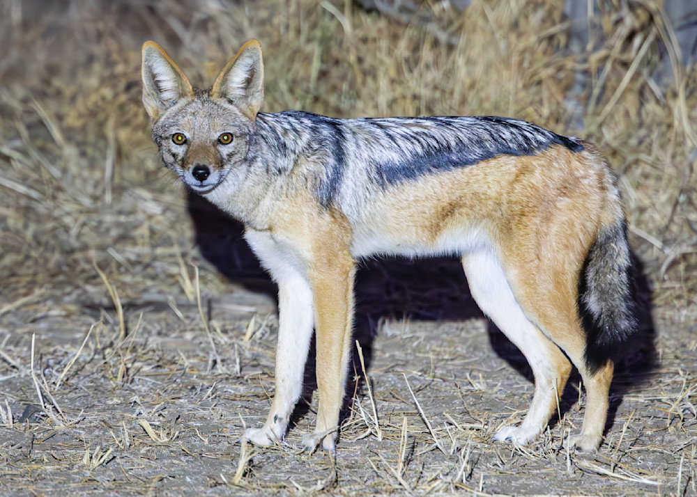 Scott kasden | Shop Profile pic of  Back Jackal Night Drive