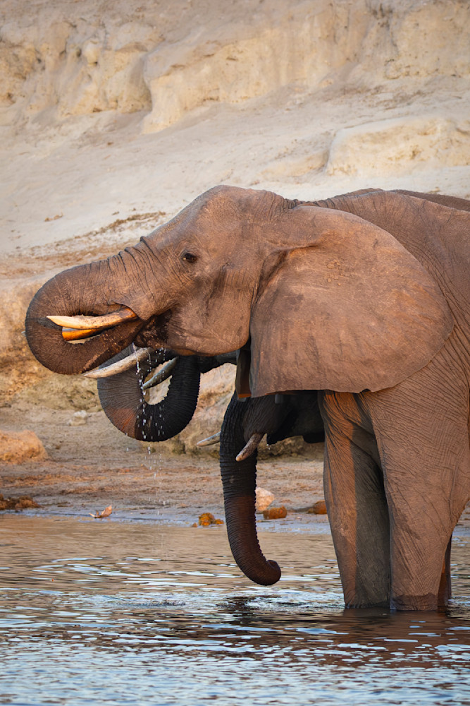  Scott kasden | Shop photograph of Three Elephants Drinking
