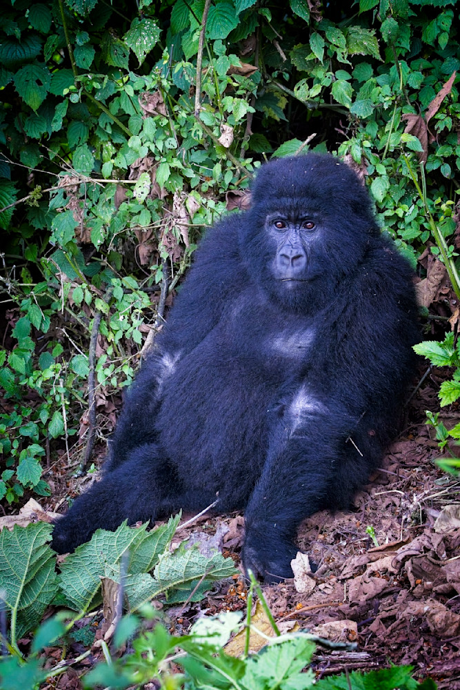 Scott kasden | Shop photo of young mountain gorilla relaxing

