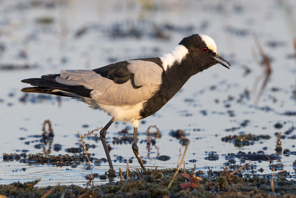 Scott kasden | Shop photo of Lapwing bird wading