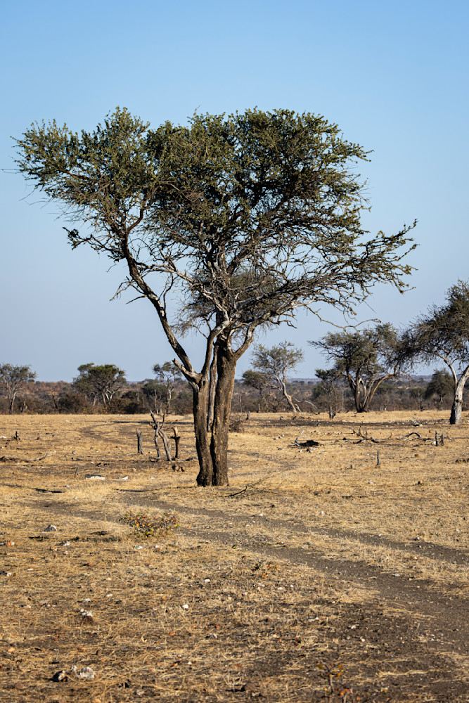 Scott kasden | Shop photo of vehicle tracks & Acacia tree