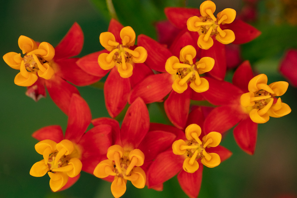 Shapesand Textures Flowers 6323 Fs Photography Art | Koral Martin Healthcare Art