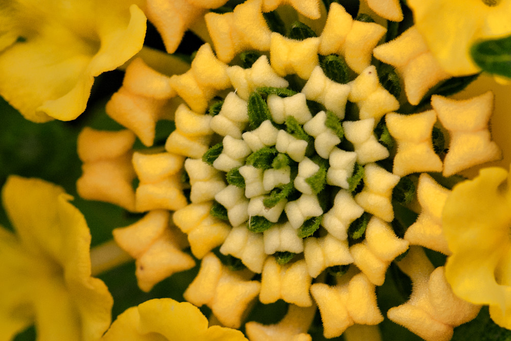 Shapesand Textures Flowers 6101 Fs Photography Art | Koral Martin Healthcare Art