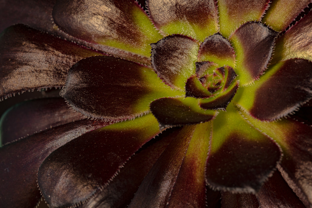 Succulent 5725 Photography Art | Koral Martin Healthcare Art