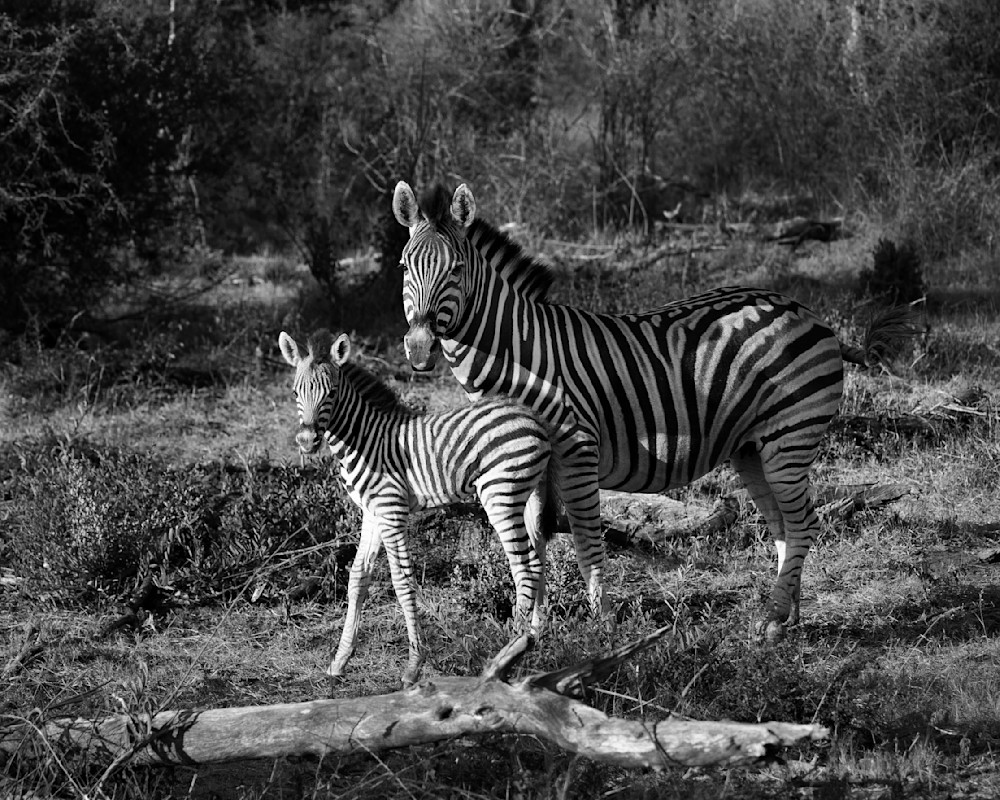 Contrasts Of The Wild Photography Art | Kevin Morris Photography USA