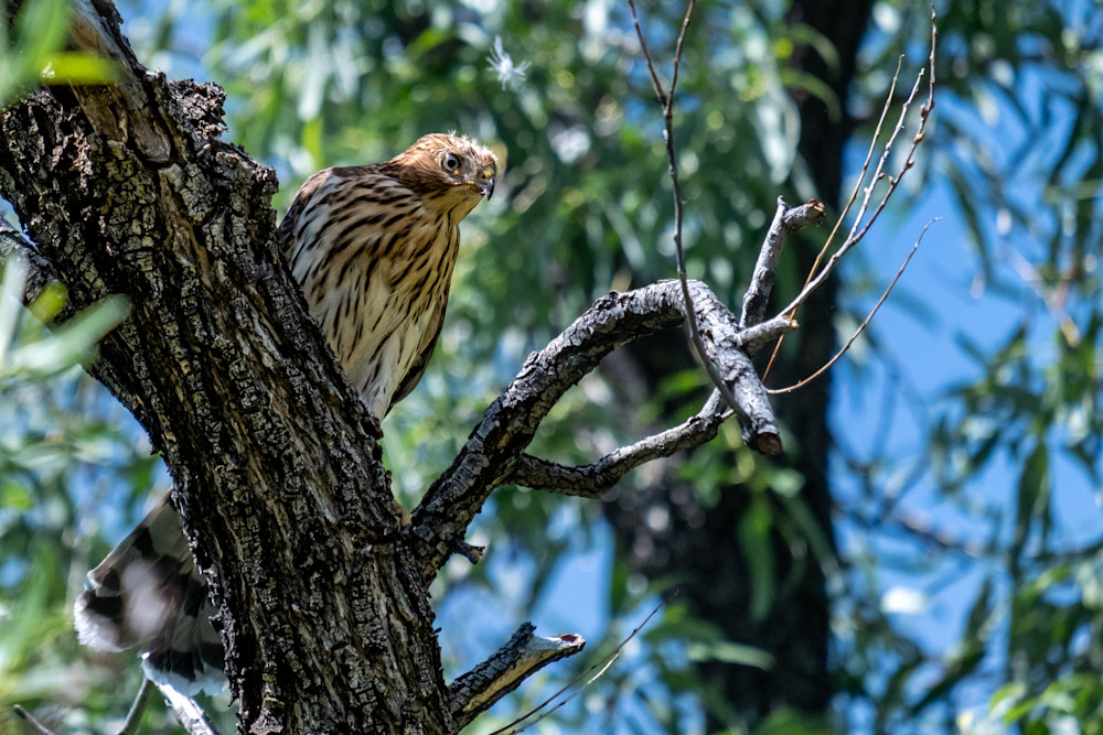 Look Out - Young Hawk Waiting Patiently 