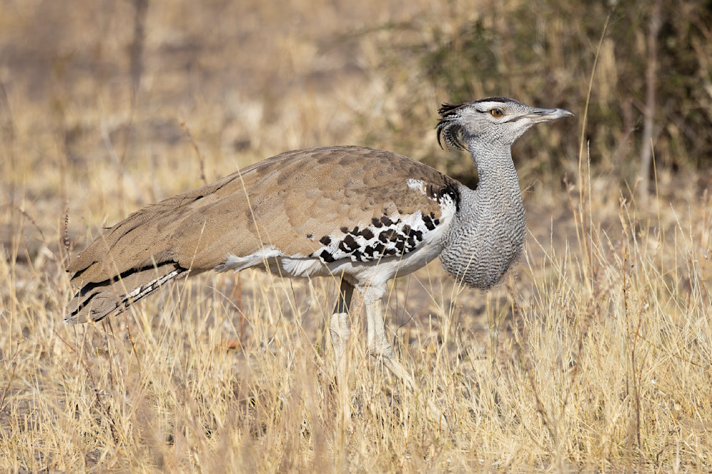 Scott kasden | White Kori Bustard Bird
