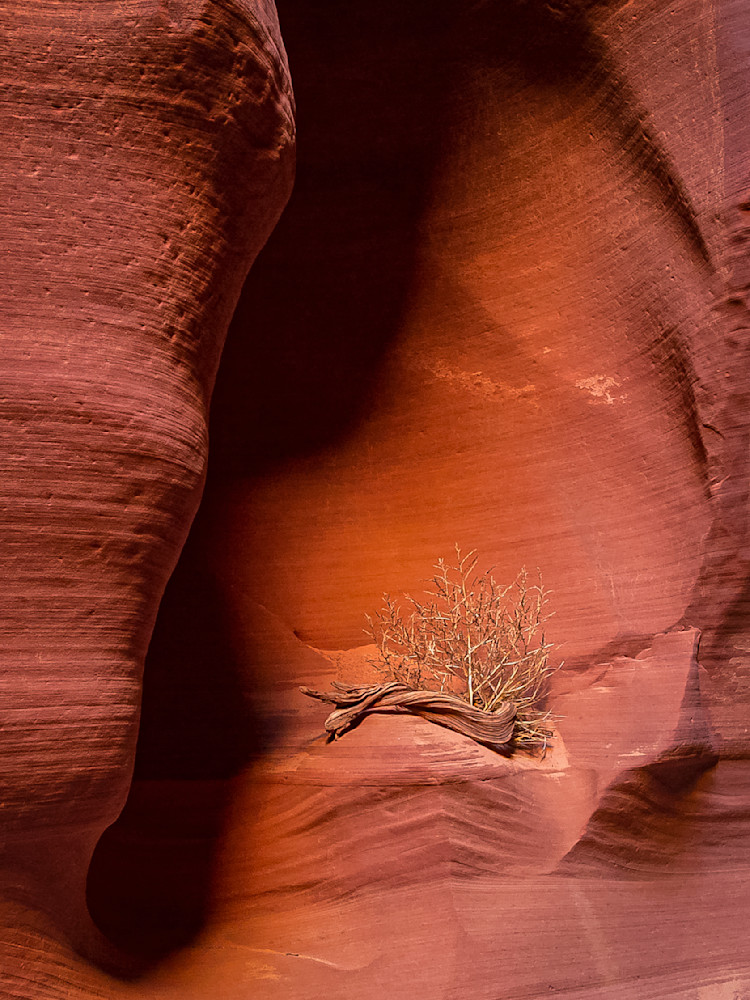 Antelope Canyon Plant Photography Art | Kasden Photography