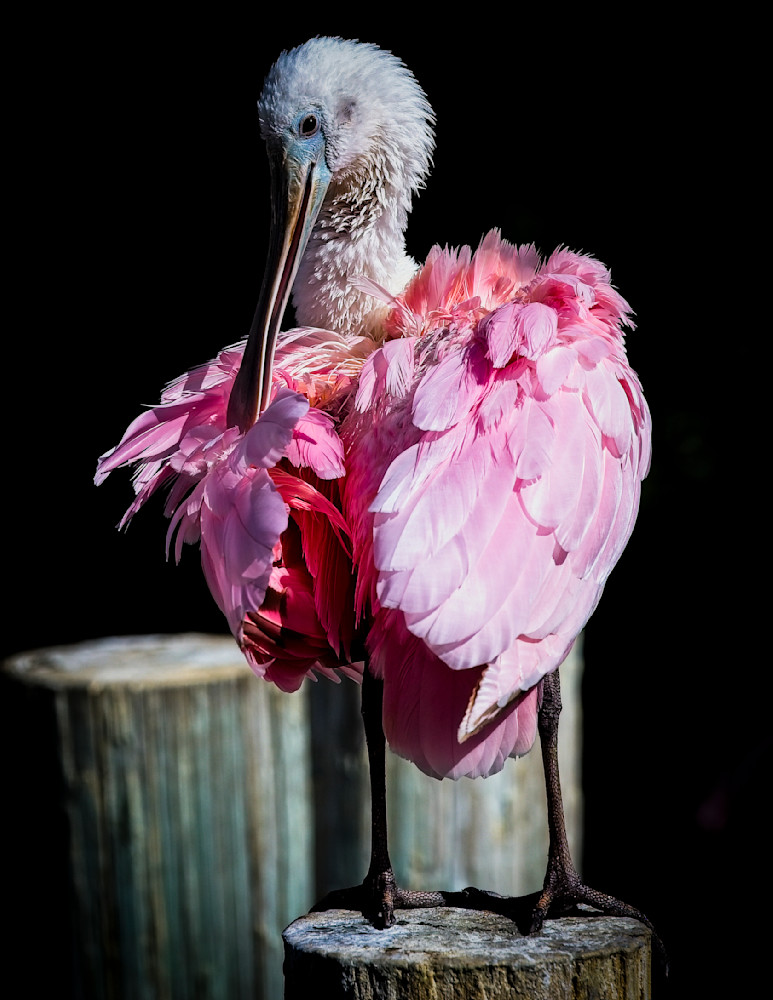 Bird Roseate Spoonbill Photography Art | Kasden Photography