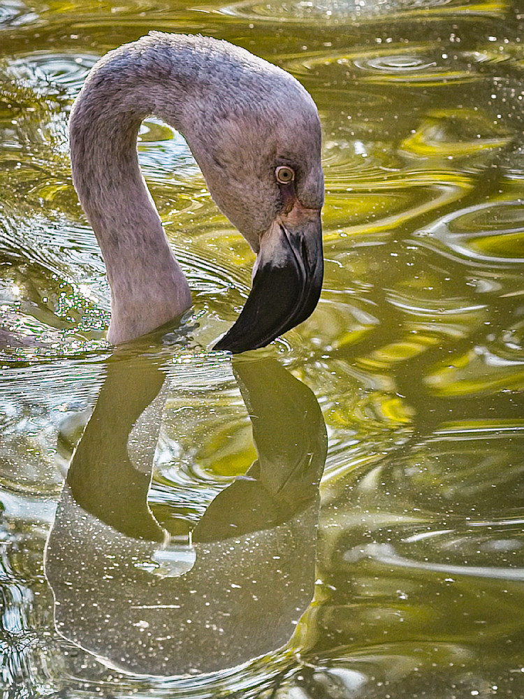 Bird Flamingo Photography Art | Kasden Photography