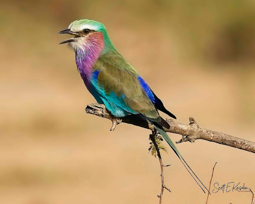 Bird Lilac Breasted Roller Photography Art | Kasden Photography