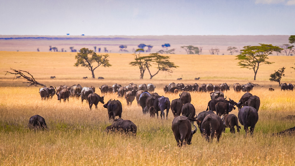 Scott Kasden | Shop Photo of cape buffalo migration