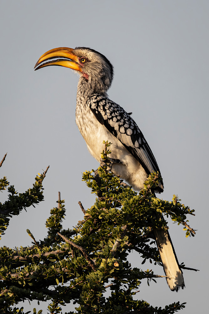 Southern Yellow Billed Hornbill 10 Photography Art | Kasden Photography