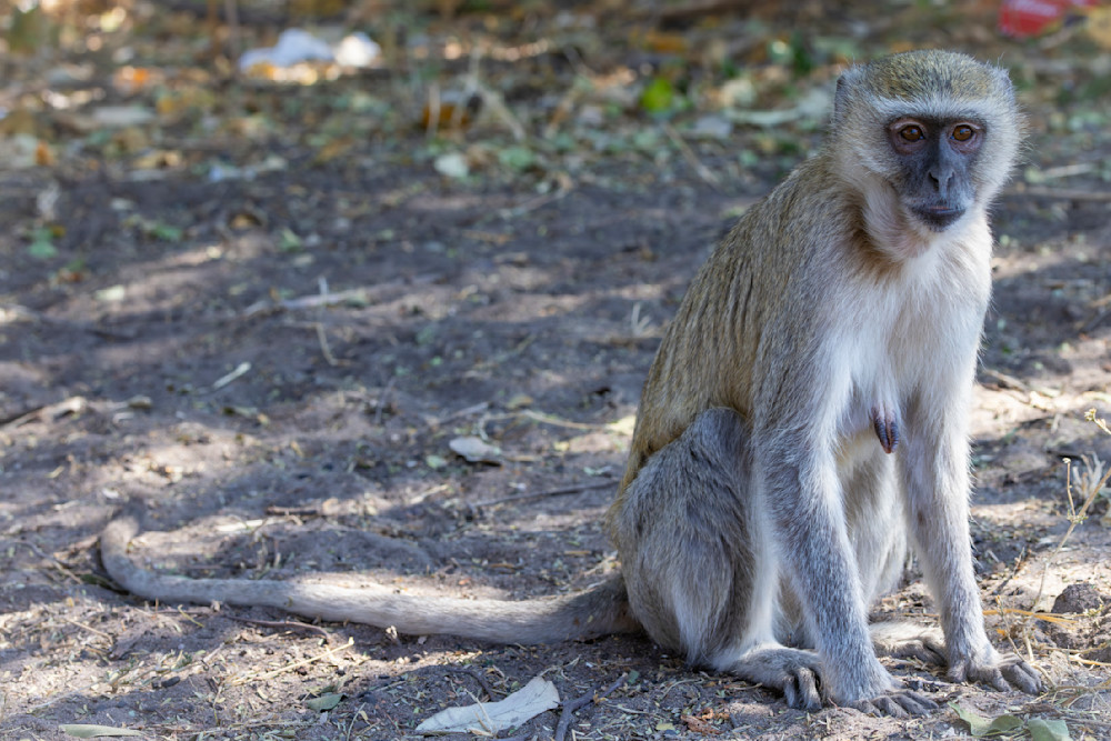 Vervet Monkey Female Photography Art | Kasden Photography