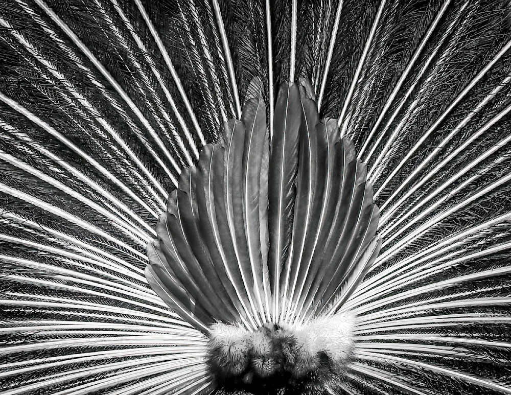 Scott kasden | Shop photo of peacock tail feathers in B&W
