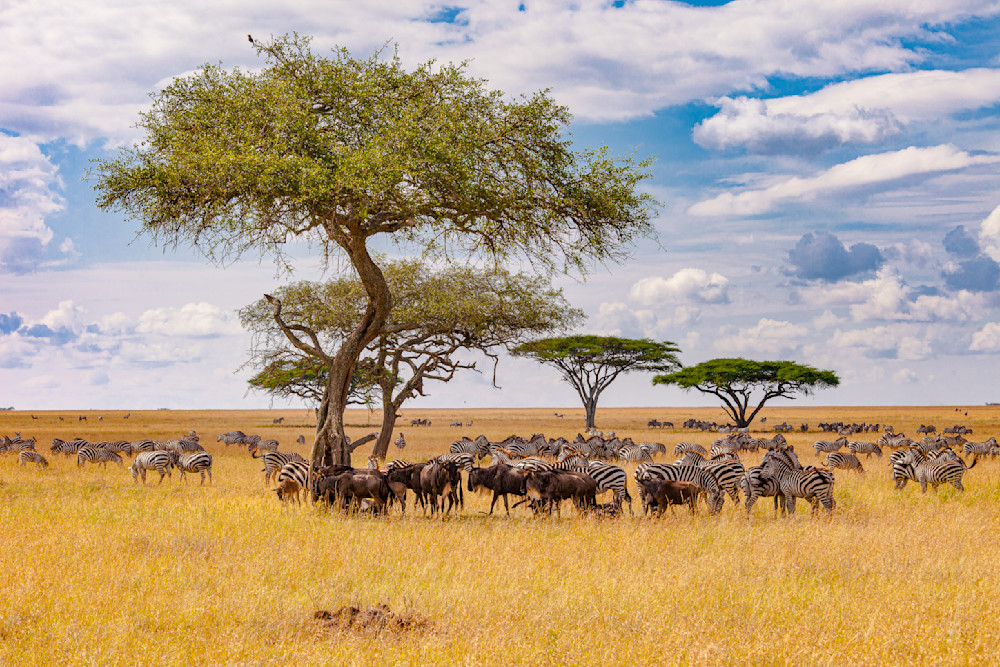 Scott Kasden | Shop photo of wildebeest and zebra under tree
