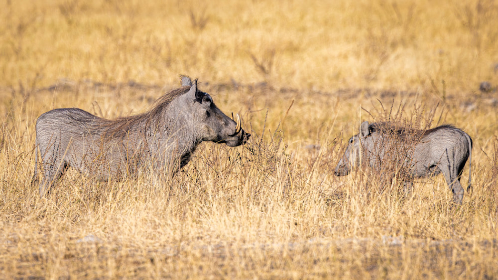 Warthog With Youth Photography Art | Kasden Photography