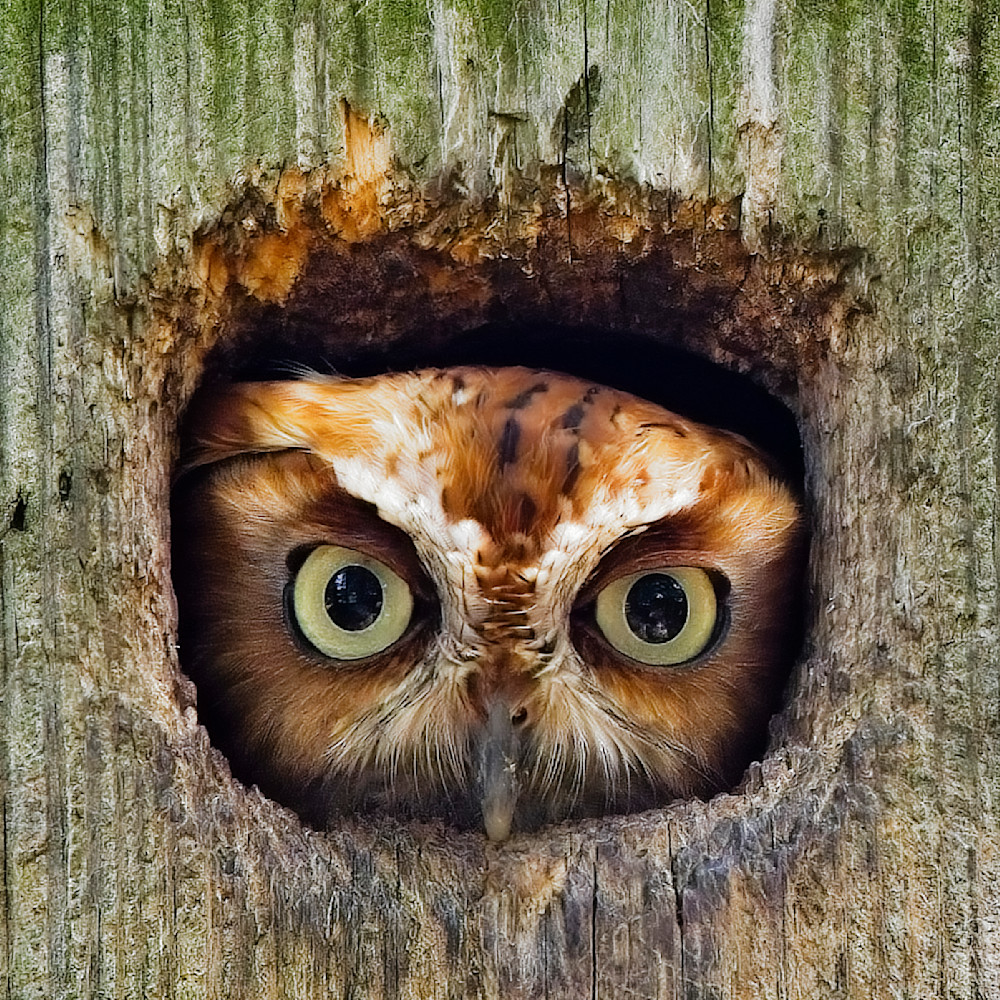 Scott kasden | Shop photograph of Southern Screech Owl