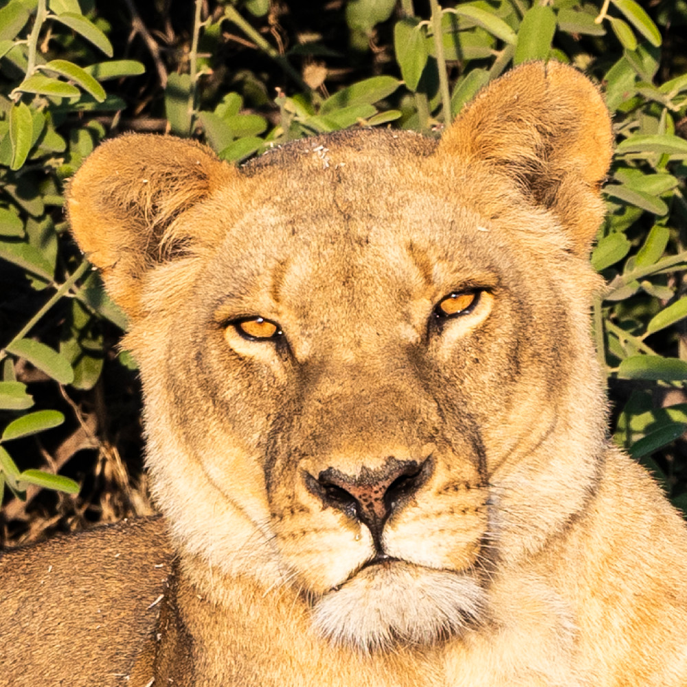 Scott Kasden | Shop Photograph of a beautiful young lioness