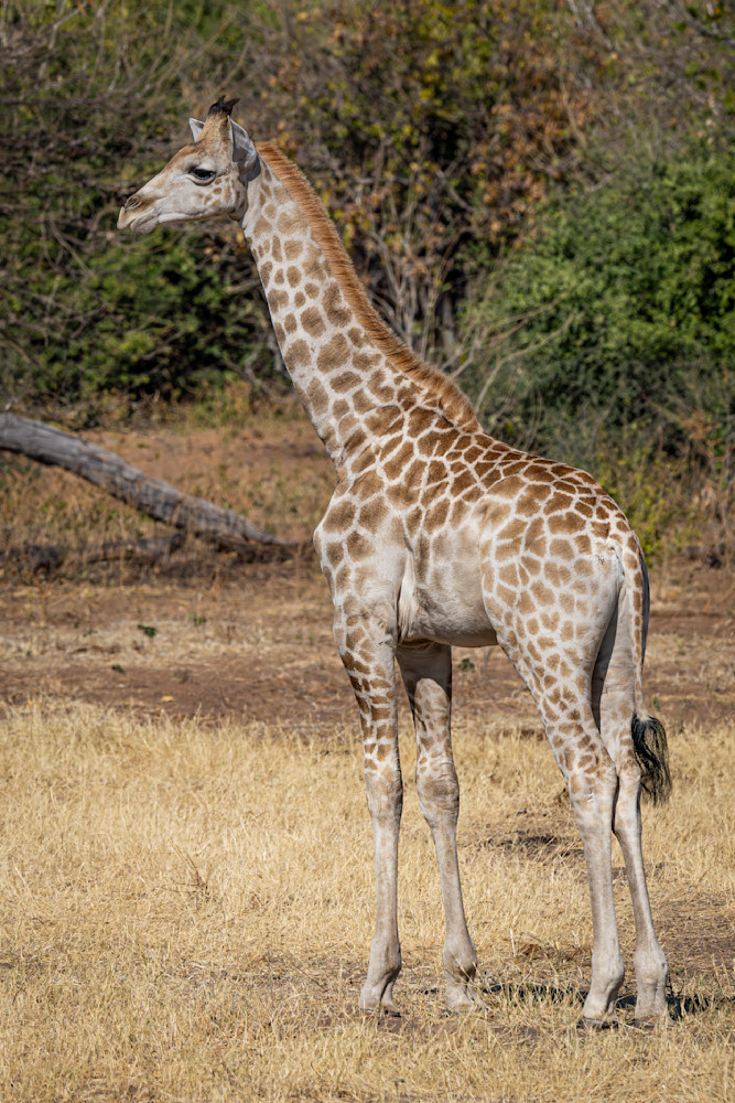 Northern Giraffe Youth Photography Art | Kasden Photography