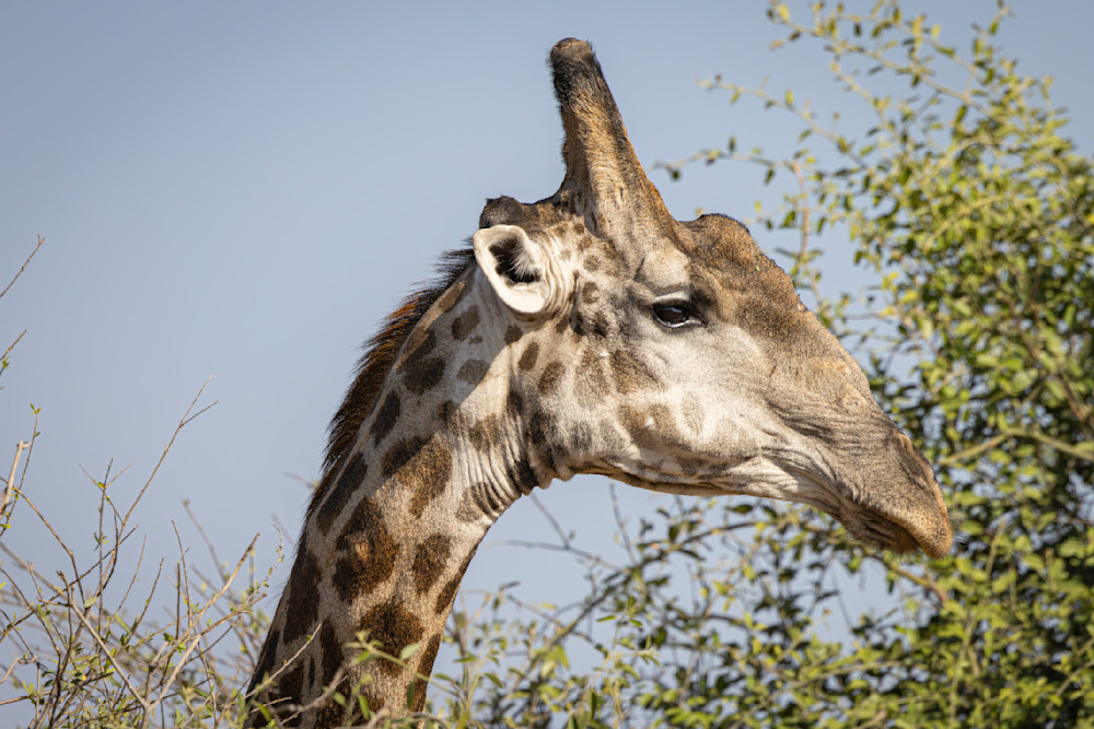 Northern Giraffe 4 Photography Art | Kasden Photography