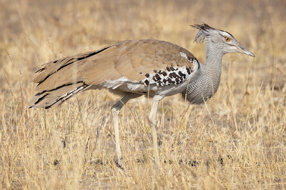 White Kori Bustard Side View 2 Photography Art | Kasden Photography