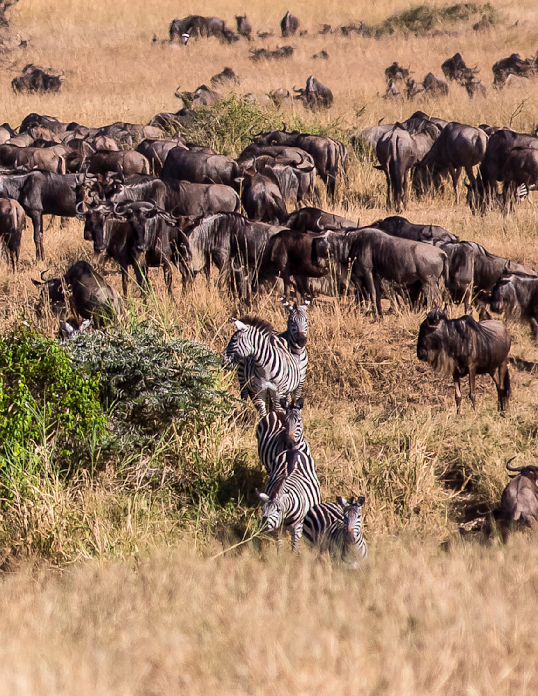 Scott Kasden | Shop Photo Great Wildebeest Migration north Scott Kasden | Shop Photo Great Wildebeest Migration north